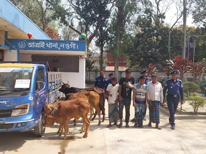 নওগাঁর আত্রাইয়ে আন্ত:জেলা গরু চোর চক্রের ৪ সদস্য গ্রেফতার